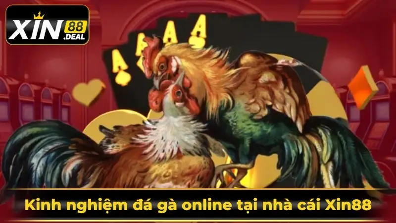 kinh-nghiem-da-ga-online-tai-nha-cai-xin88