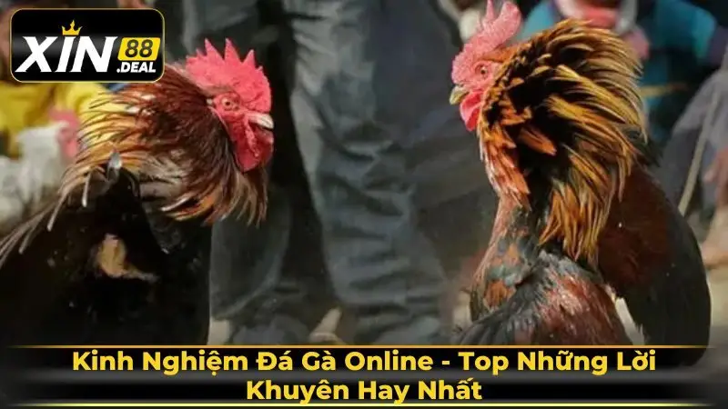 Kinh-nghiem-da-ga-online