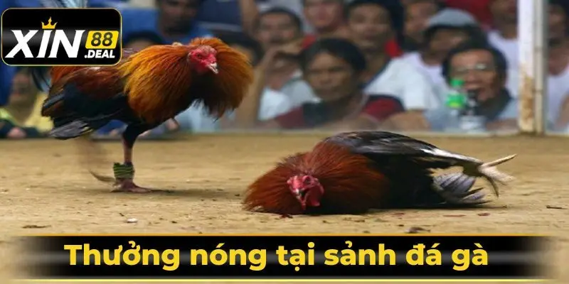 thuong-nong-sanh-da-ga